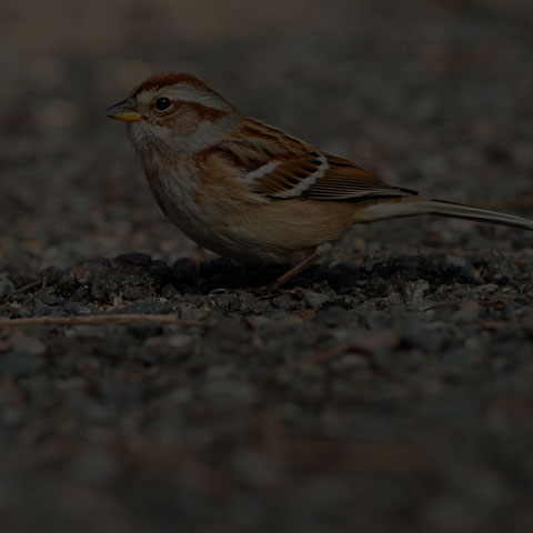 American Tree Sparrow