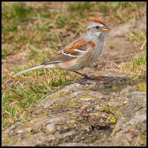 American Tree Sparrow