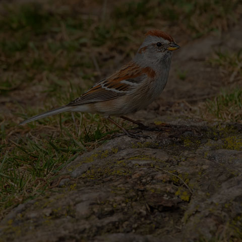 American Tree Sparrow
