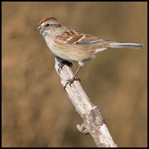 American Tree Sparrow