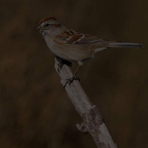 American Tree Sparrow