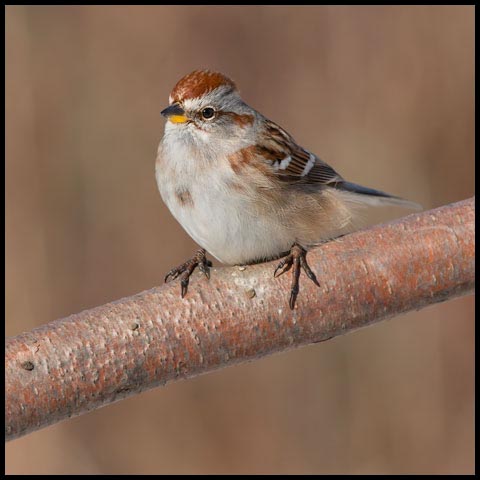 American Tree Sparrow