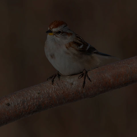 American Tree Sparrow