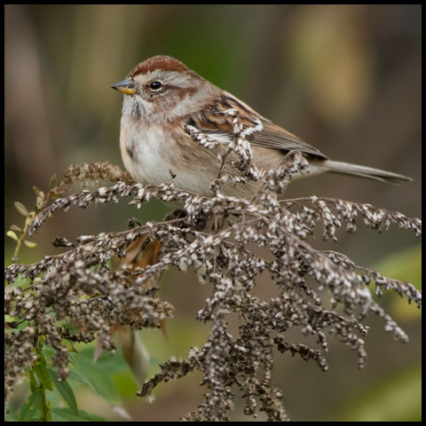 American Tree Sparrow