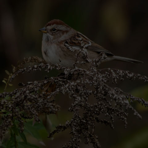 American Tree Sparrow