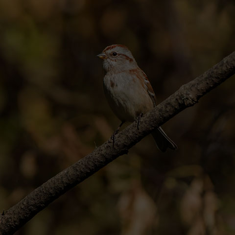 American Tree Sparrow