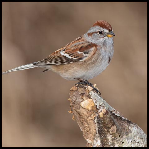 American Tree Sparrow
