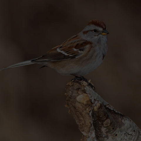 American Tree Sparrow