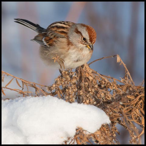 American Tree Sparrow