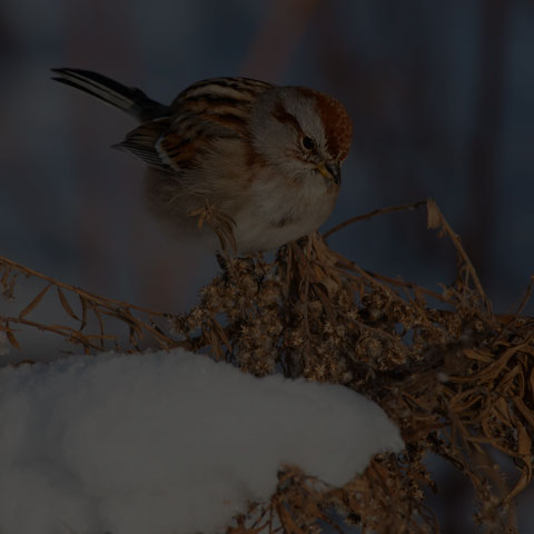 American Tree Sparrow