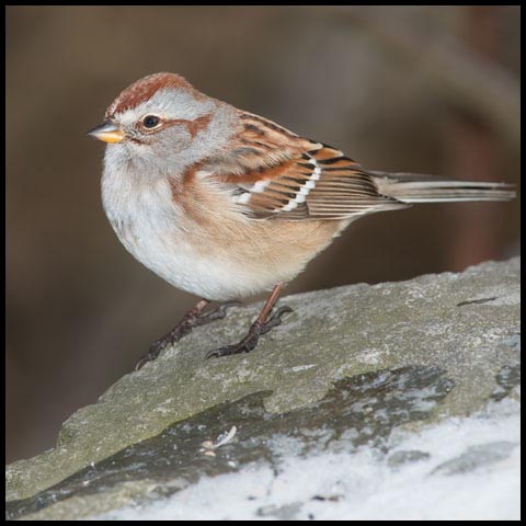 American Tree Sparrow