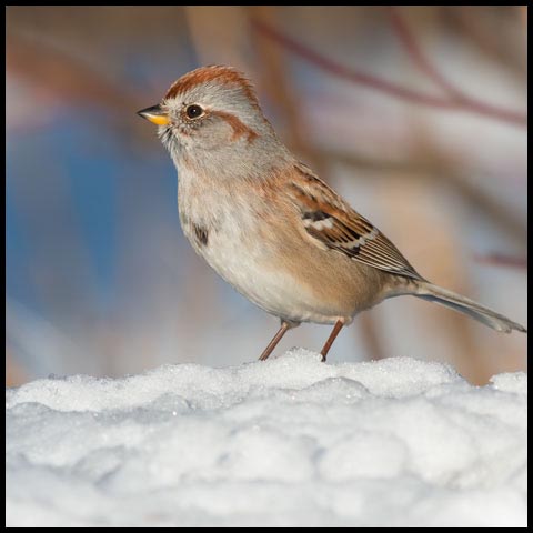 American Tree Sparrow
