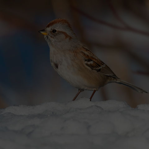 American Tree Sparrow