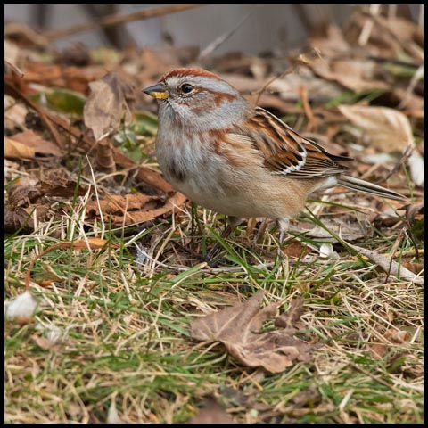 American Tree Sparrow