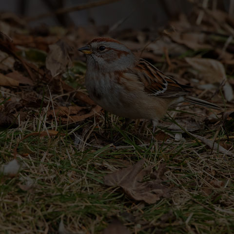 American Tree Sparrow