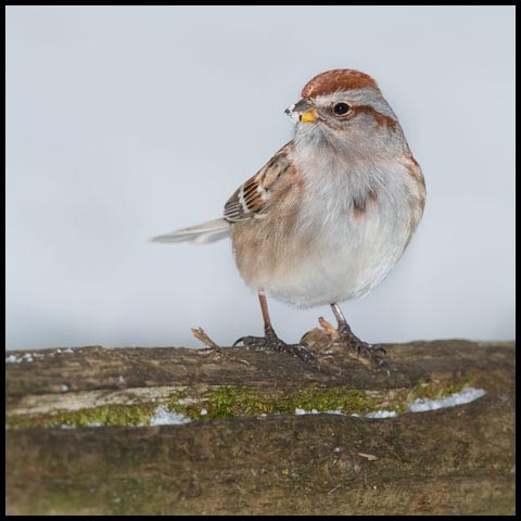 American Tree Sparrow