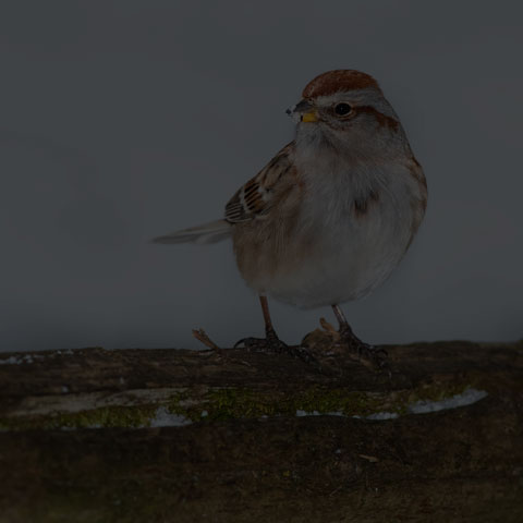 American Tree Sparrow