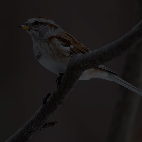 American Tree Sparrow