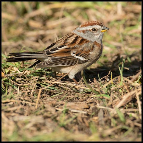 American Tree Sparrow