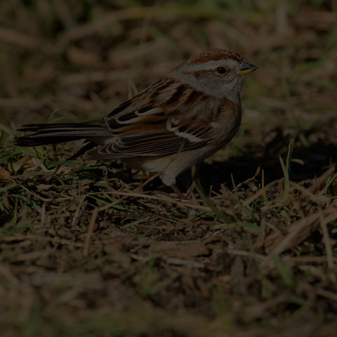 American Tree Sparrow