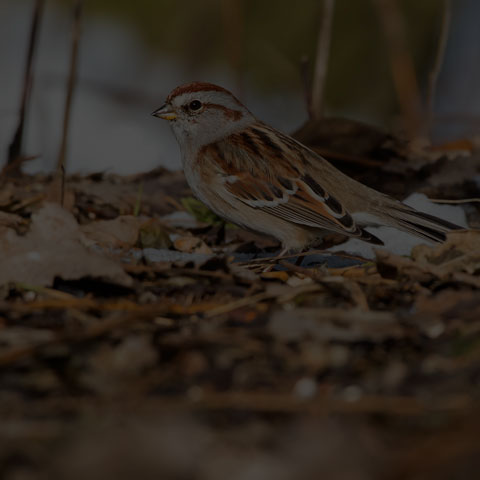 American Tree Sparrow