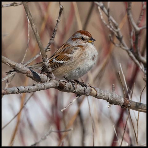 American Tree Sparrow