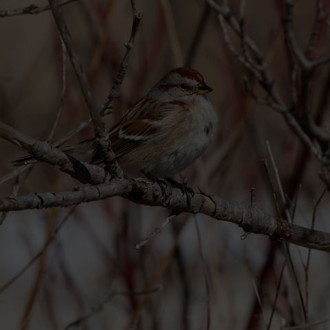American Tree Sparrow