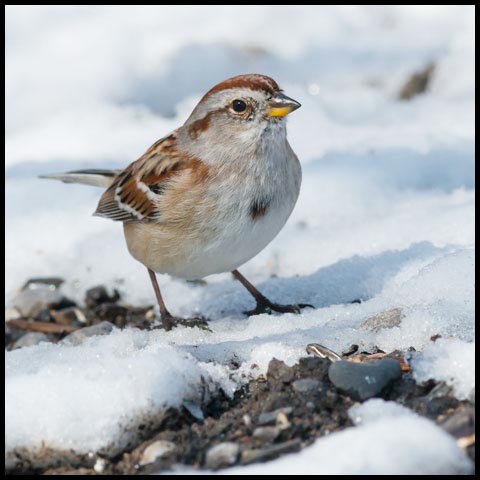 American Tree Sparrow