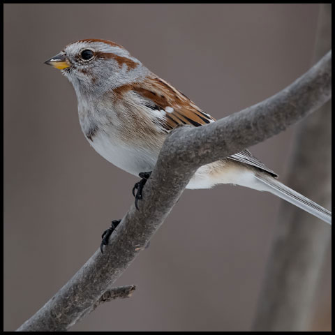 American Tree Sparrow