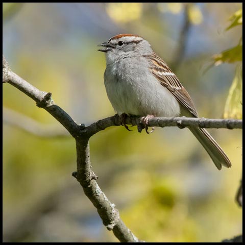 Chipping Sparrow