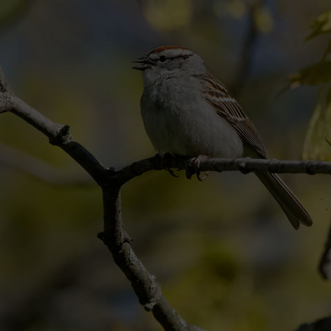 Chipping Sparrow