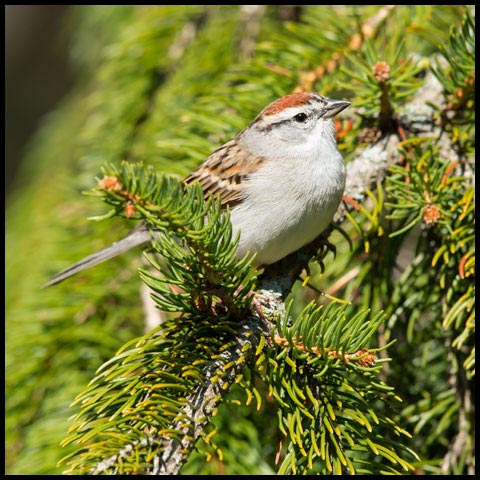 Chipping Sparrow