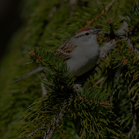 Chipping Sparrow