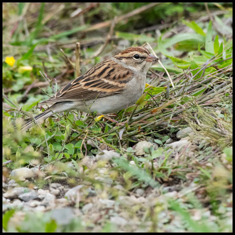 Chipping Sparrow