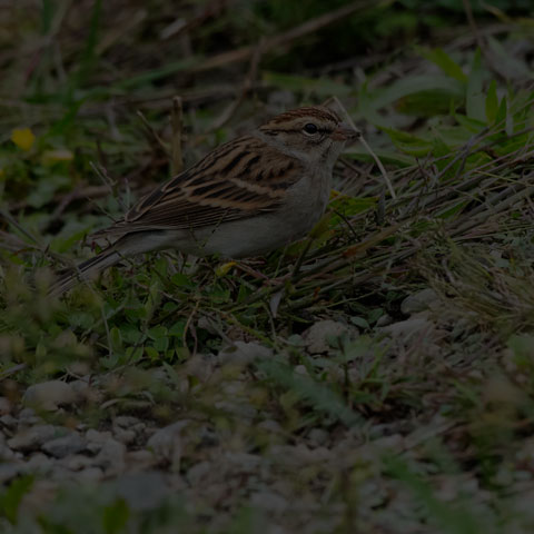 Chipping Sparrow