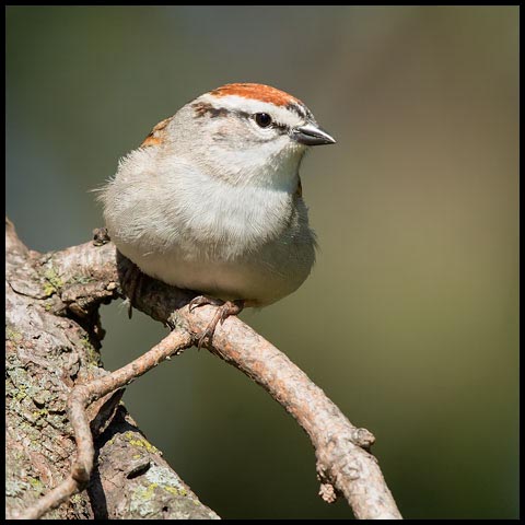 Chipping Sparrow