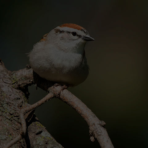 Chipping Sparrow