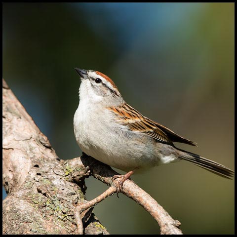 Chipping Sparrow