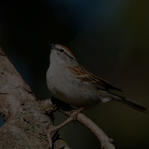Chipping Sparrow