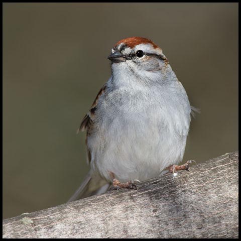 Chipping Sparrow