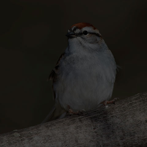Chipping Sparrow