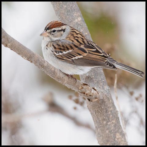 Chipping Sparrow