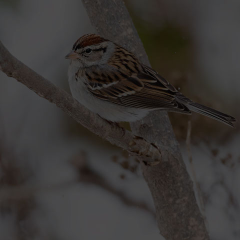 Chipping Sparrow