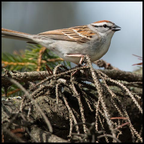 Chipping Sparrow