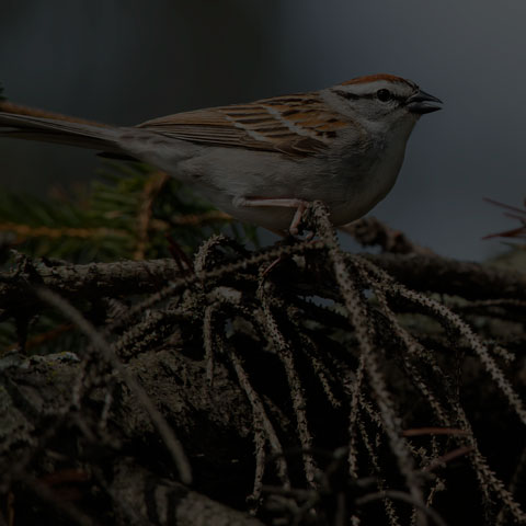 Chipping Sparrow
