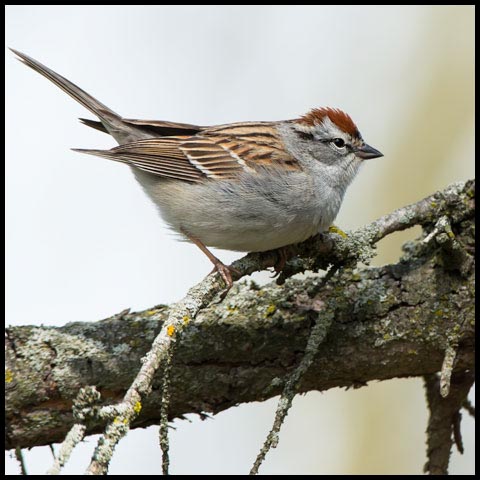 Chipping Sparrow