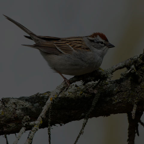 Chipping Sparrow