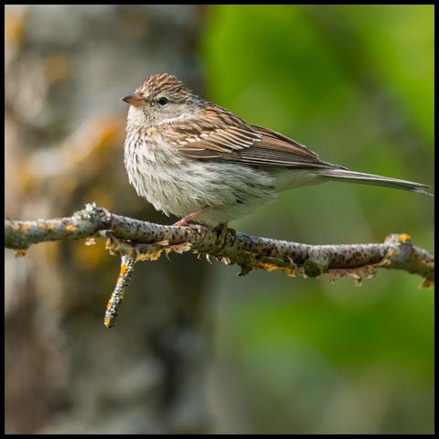 Chipping Sparrow