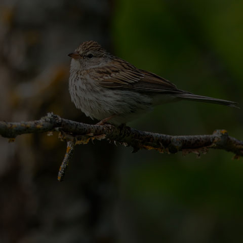 Chipping Sparrow
