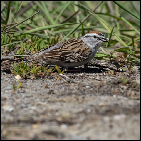 Chipping Sparrow